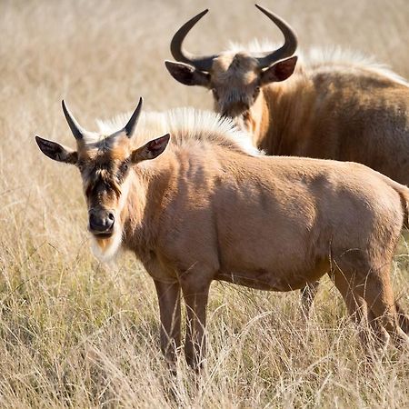 Plettenberg Bay Game Reserve: The Baroness Safari Lodge Ngoại thất bức ảnh