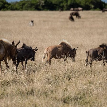 Plettenberg Bay Game Reserve: The Baroness Safari Lodge Ngoại thất bức ảnh