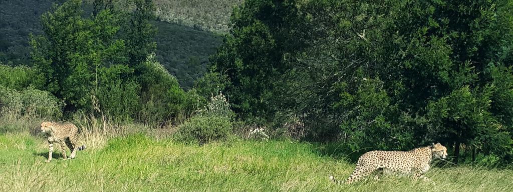 Plettenberg Bay Game Reserve: The Baroness Safari Lodge Ngoại thất bức ảnh