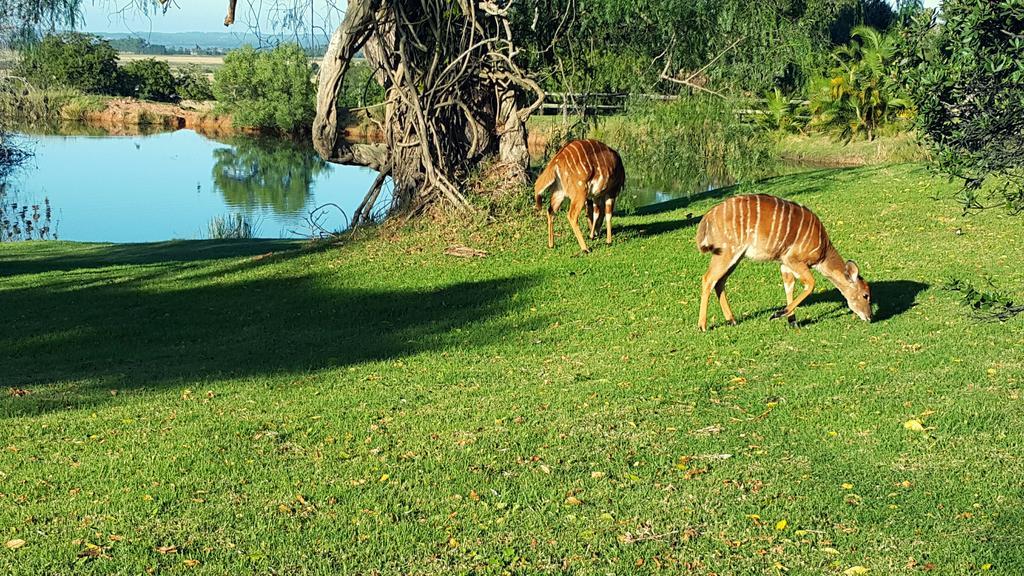 Plettenberg Bay Game Reserve: The Baroness Safari Lodge Ngoại thất bức ảnh