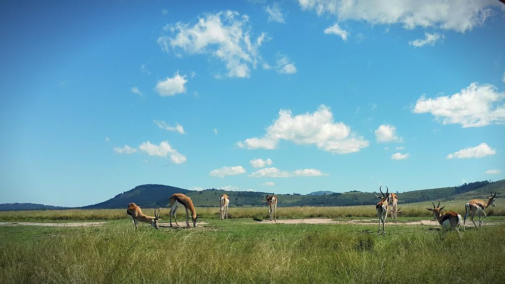 Plettenberg Bay Game Reserve: The Baroness Safari Lodge Ngoại thất bức ảnh