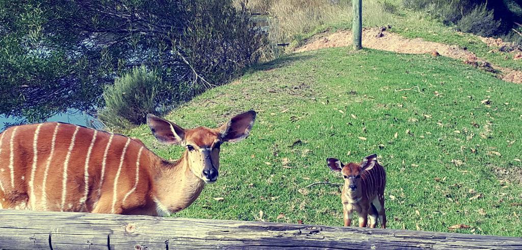 Plettenberg Bay Game Reserve: The Baroness Safari Lodge Ngoại thất bức ảnh
