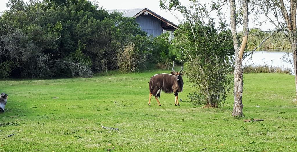 Plettenberg Bay Game Reserve: The Baroness Safari Lodge Ngoại thất bức ảnh