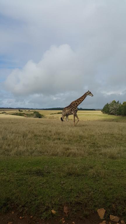 Plettenberg Bay Game Reserve: The Baroness Safari Lodge Ngoại thất bức ảnh