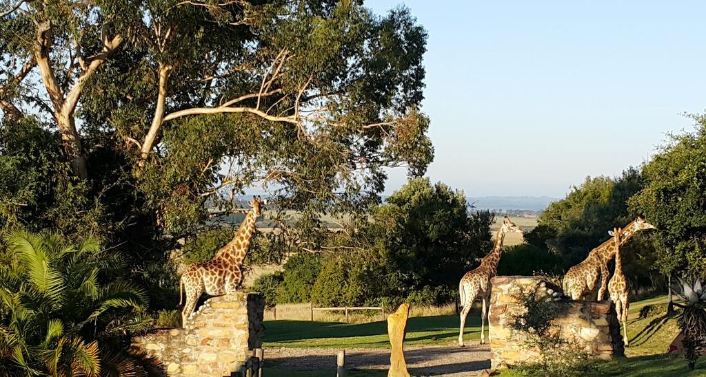 Plettenberg Bay Game Reserve: The Baroness Safari Lodge Ngoại thất bức ảnh