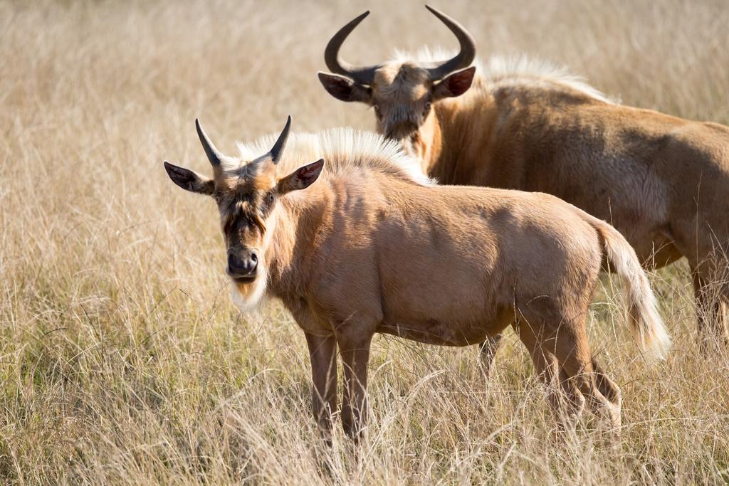Plettenberg Bay Game Reserve: The Baroness Safari Lodge Ngoại thất bức ảnh