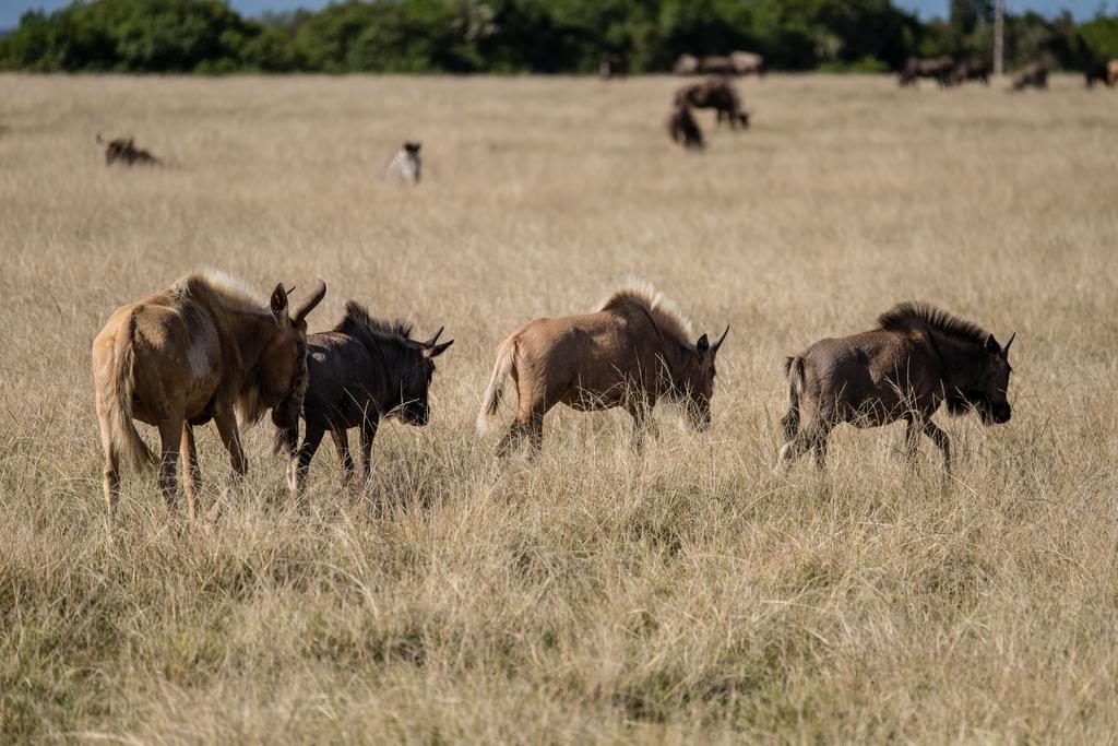 Plettenberg Bay Game Reserve: The Baroness Safari Lodge Ngoại thất bức ảnh