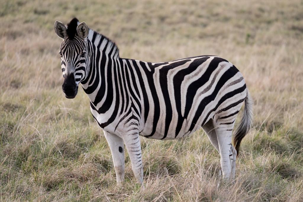 Plettenberg Bay Game Reserve: The Baroness Safari Lodge Ngoại thất bức ảnh