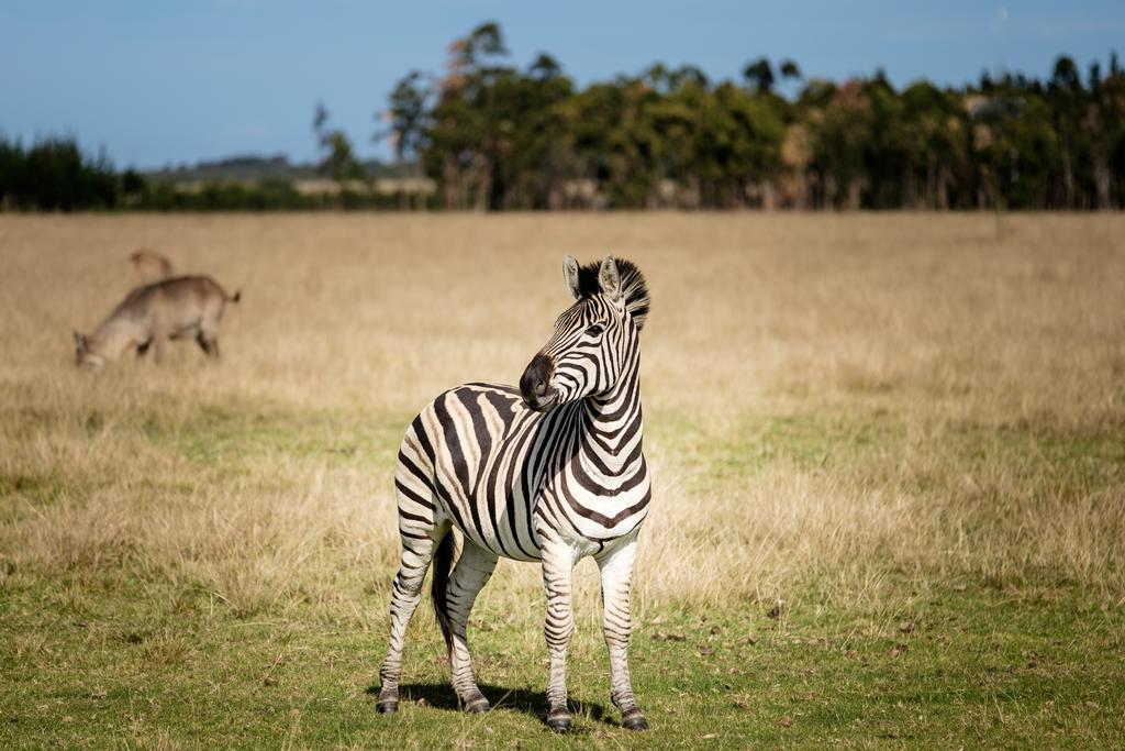 Plettenberg Bay Game Reserve: The Baroness Safari Lodge Ngoại thất bức ảnh