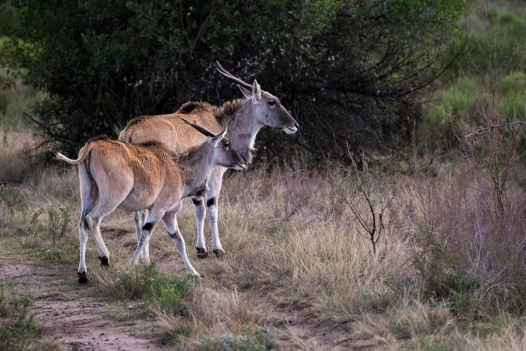 Plettenberg Bay Game Reserve: The Baroness Safari Lodge Ngoại thất bức ảnh