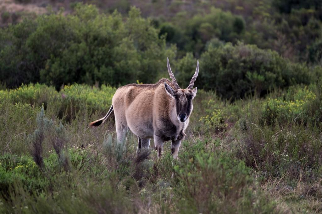 Plettenberg Bay Game Reserve: The Baroness Safari Lodge Ngoại thất bức ảnh