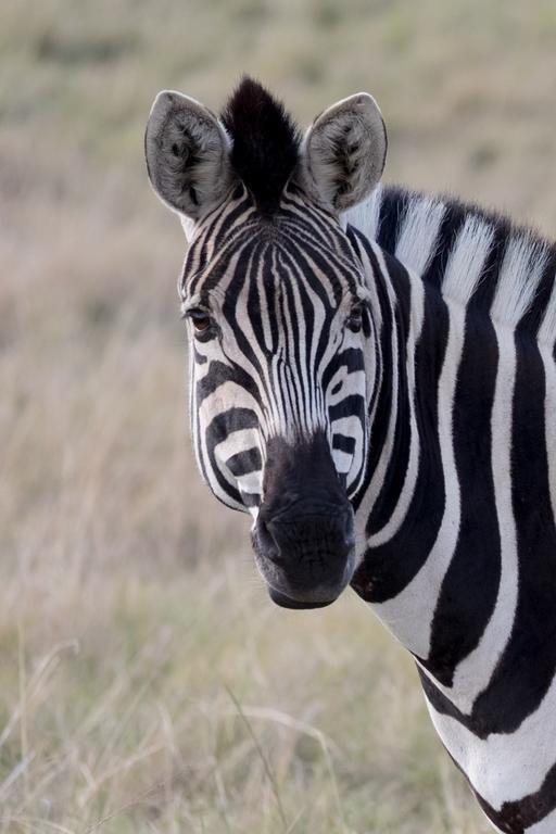 Plettenberg Bay Game Reserve: The Baroness Safari Lodge Ngoại thất bức ảnh