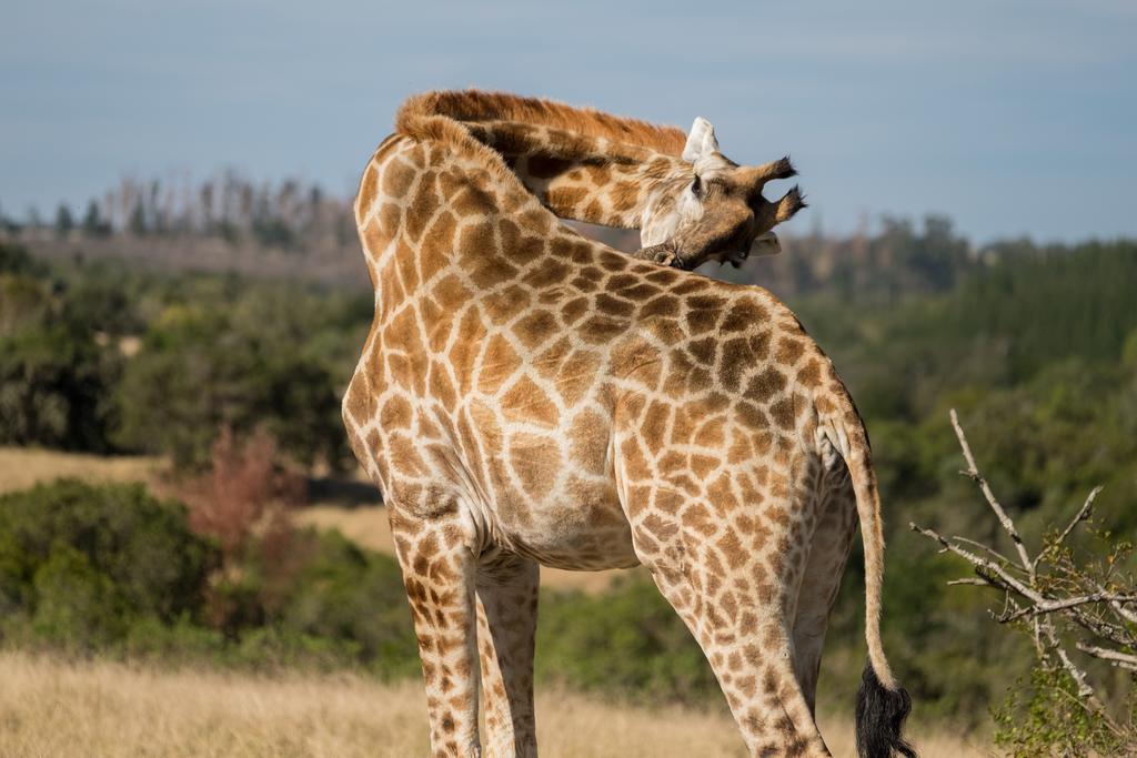 Plettenberg Bay Game Reserve: The Baroness Safari Lodge Ngoại thất bức ảnh