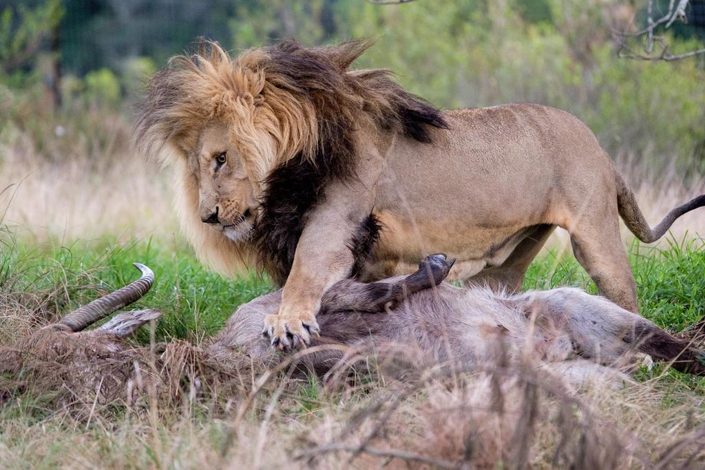 Plettenberg Bay Game Reserve: The Baroness Safari Lodge Ngoại thất bức ảnh