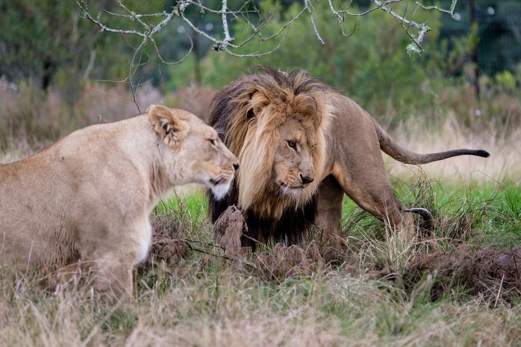 Plettenberg Bay Game Reserve: The Baroness Safari Lodge Ngoại thất bức ảnh