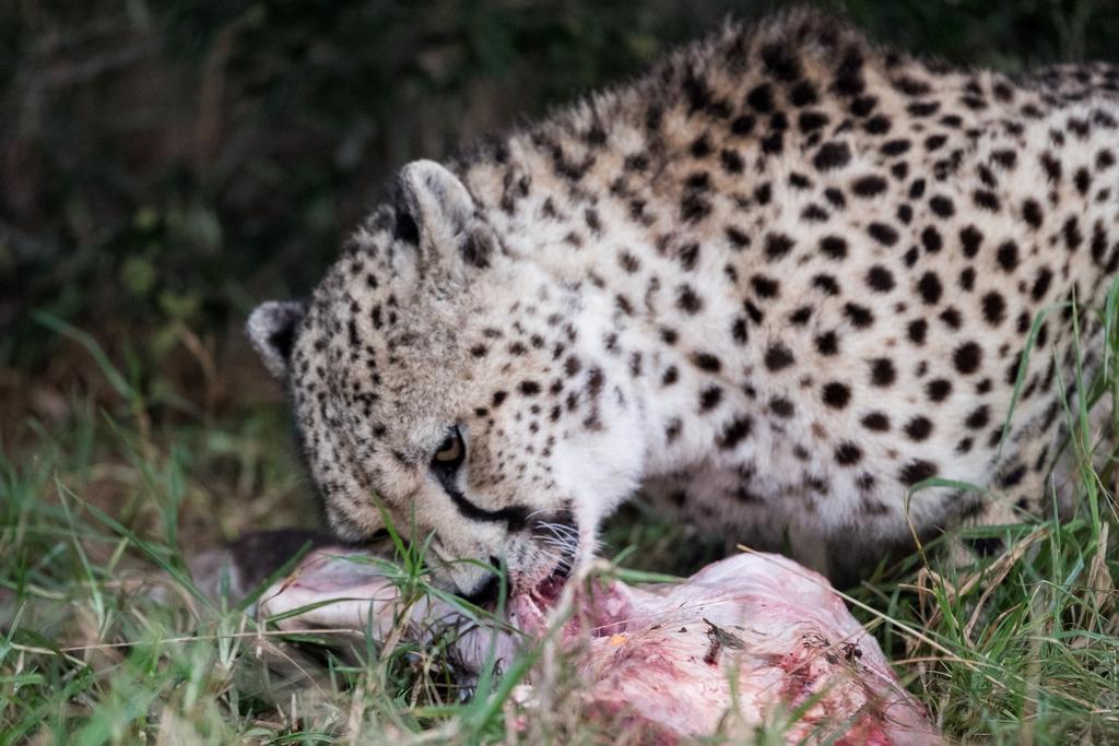Plettenberg Bay Game Reserve: The Baroness Safari Lodge Ngoại thất bức ảnh