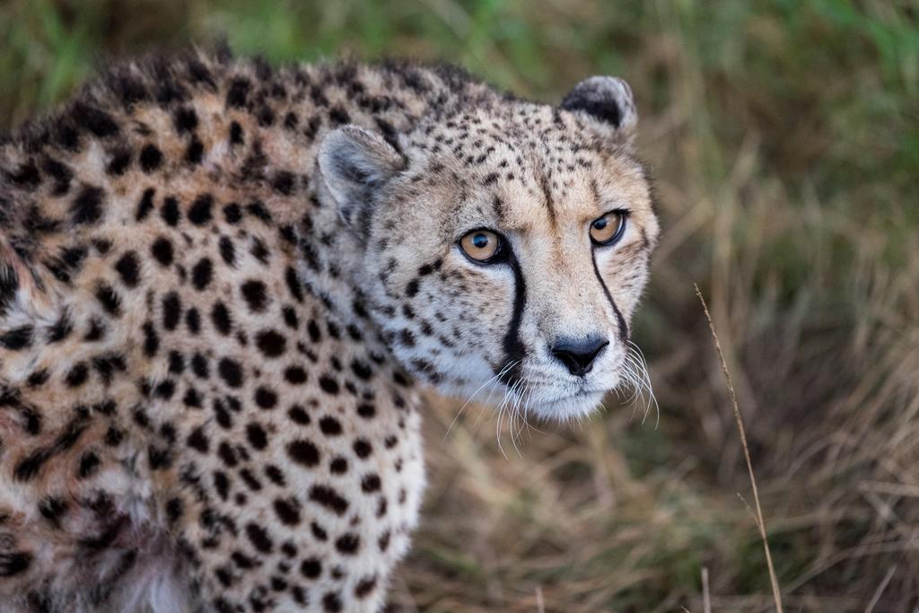 Plettenberg Bay Game Reserve: The Baroness Safari Lodge Ngoại thất bức ảnh