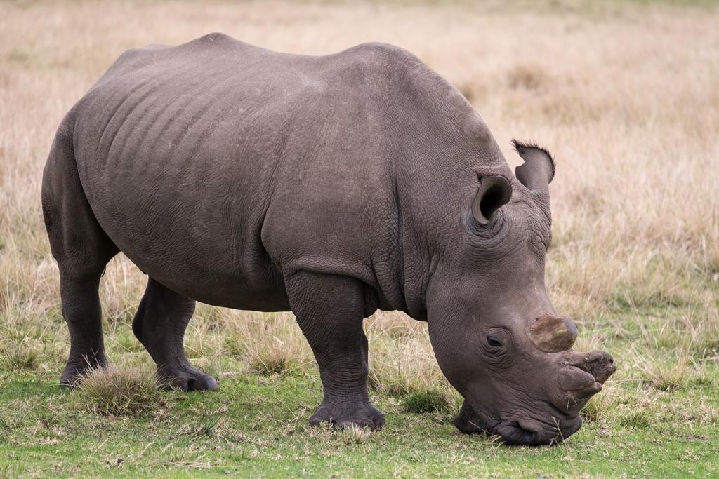 Plettenberg Bay Game Reserve: The Baroness Safari Lodge Ngoại thất bức ảnh