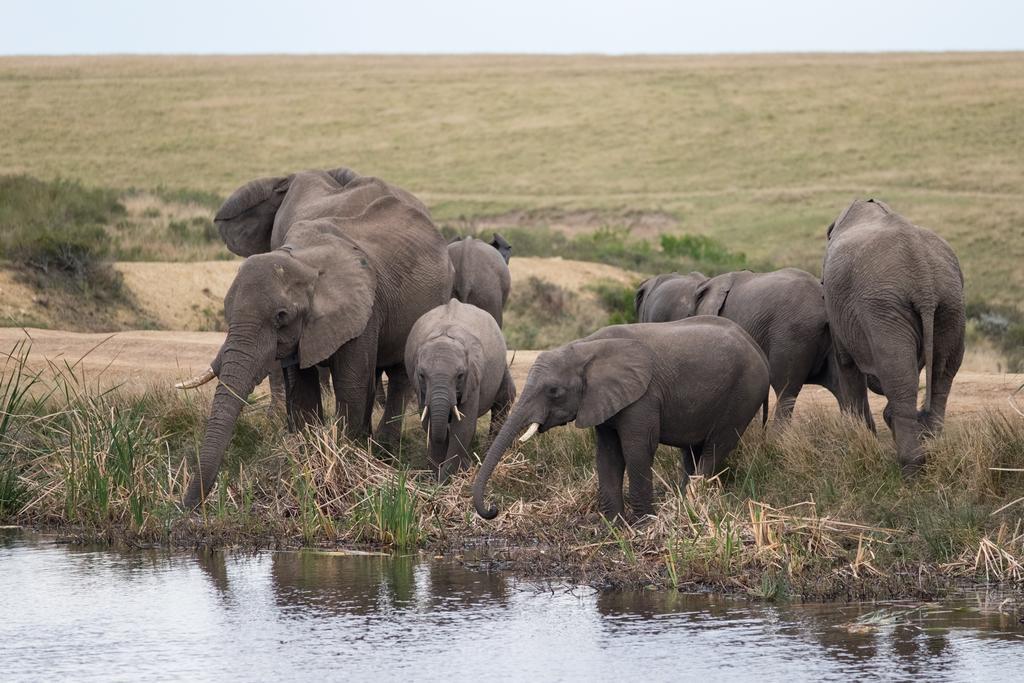 Plettenberg Bay Game Reserve: The Baroness Safari Lodge Ngoại thất bức ảnh