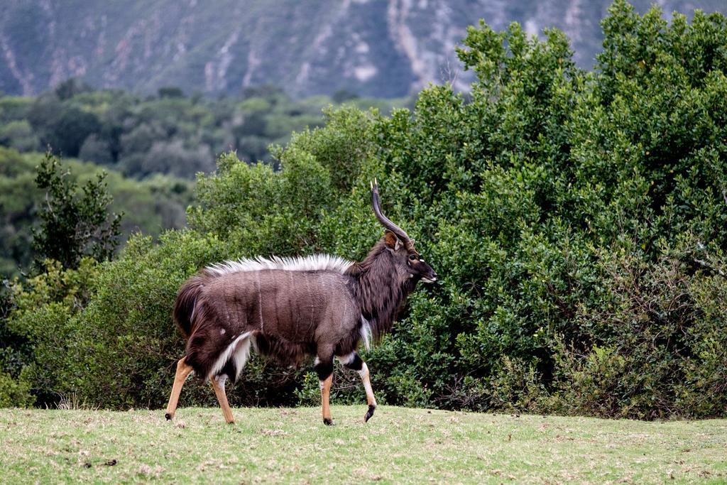 Plettenberg Bay Game Reserve: The Baroness Safari Lodge Ngoại thất bức ảnh